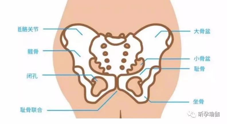 【孕期健康】孕期及产后骨盆稳定的重要性