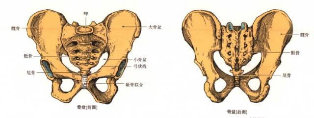 【孕期健康】孕期及产后骨盆稳定的重要性