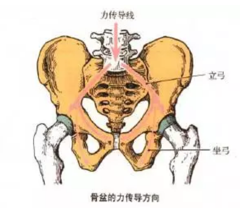 【孕期健康】孕期及产后骨盆稳定的重要性